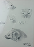 A Naturalist's Portfolio Of Field Sketches, by Olaus J. Murie, Ca 1982, #1398