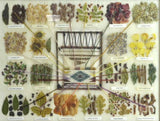 Native American, Navajo Sampler of Vegetal Dyes Used in Navajo Weaving, by Vera Myers, #878 Sold