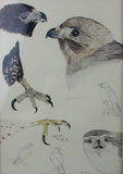 A Naturalist's Portfolio Of Field Sketches, by Olaus J. Murie, Ca 1982, #1398
