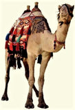 Vintage Middle Eastern Camel Saddle Bags, Ca 1970's, #C1749